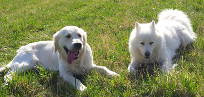 Golden Retriver och Samojedhund
