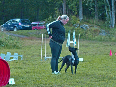 Diverse från kurser, agility mm
