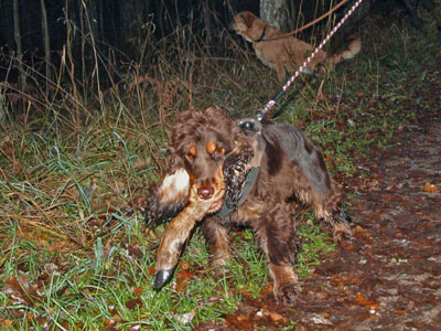 Diverse från kurser, agility mm
