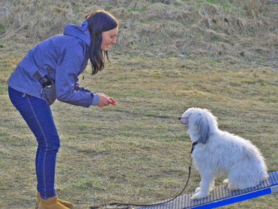 Diverse från kurser, agility mm