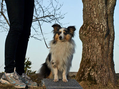 Diverse från kurser, agility mm