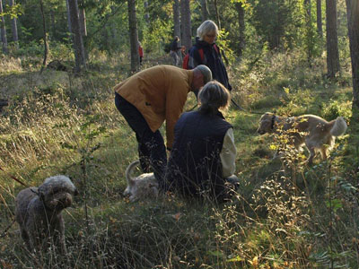 Diverse från kurser, agility mm