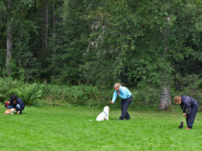 Diverse från kurser, agility mm