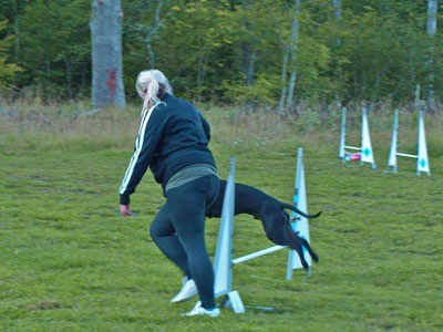 Diverse från kurser, agility mm