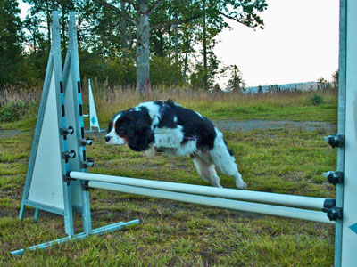 Diverse från kurser, agility mm